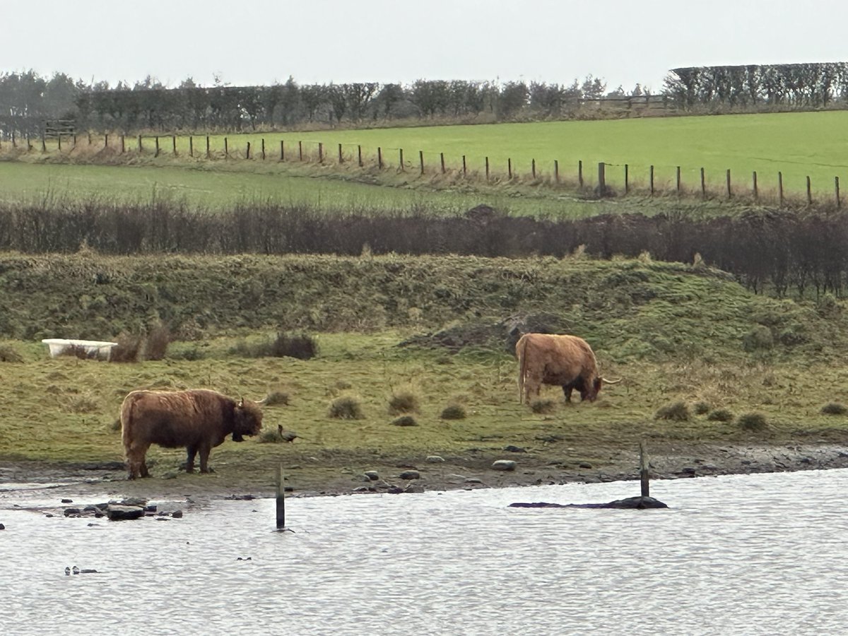 Wuchereria1's tweet photo. Although it was a bit wet and foggy today I went for a nice walk at Hauxley Nature Reserve @NorthWildlife which is just at the north end of Druridge bay in Northumberland. Lovely walk and some good spots including a red breasted merganser and some Goldeneye. https://t.co/So3KeRxpgE