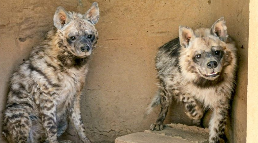 الضبع المخطط في القرى اللبنانية: بين الهلع الشعبي والواقع البيئي 