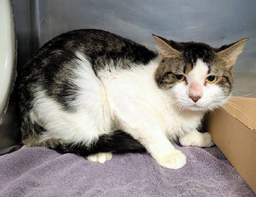 JLthekid9999's tweet photo. 🆘🆘 BAOBAB (ID 241749), 1 YO, MALE– IN MANHATTAN ACC - came into the shelter as an aco - owner surrender on 11/15/2025, with the surrender reason stated as person circumstance- hoarding situation. 🆘🆘 😿 😿 😿 😿
🆘🆘 REMOVED FROM EPL BACK IN DECEMBER TO DOH HOLD AND MOVED BACK TO EPL ON 1/15/26🔥😱🔥😱🆘🆘
➡️TBD 01/20/26
➡️ JUST A BABY
➡️ TOO LOW ON PLEDGES TO STIMULATE RESCUE INTEREST
➡️🆘🆘 5TH Chance on Emergency Placement List – BEYOND URGENT - NO ROOM IN SHELTER – WILL NOT BE GIVEN MUCH MORE TIME – VERY HIGH EU/SILENT KILL RISK – 🆘🆘 😱🔥🔥😱
➡️ 65 DAYS IN SHELTER – TOO LONG – TIME IS RUNNING OUT
➡️ BAOBAB IS ON THE EPL FOR BEHAVIORAL REASONS - He is not thriving in the care center and continues to display distance-increasing behavior when approached for interactions. He has not warmed up despite staff using treats to build a positive association. This designation often means that the cat will be given very little time for rescue/foster/adoption. 🔥🔥🔥🔥
Hi, my name is Baobab, and the shelter has been a little overwhelming for me. I came from a home with many cats, who I've gotten along with well. Because I've lived in this home my entire life and have only been around one person, I have little experience with people and am hesitant of new experiences. I would enjoy living in a quiet home, preferably one with lots of vertical space so I have a place to perch and observe the room. I would also appreciate having experienced, patient adopter(s) who are willing to take things slow with me. I would benefit from socialization, using rewards whenever I make a small positive step like making eye contact, allowing petting, or sniffing your hand. I'd prefer to take things at my own pace and would appreciate some good old fashion TLC. If you can open your heart to adopt a cat like me, I'll hopefully have the confidence to come around to my new people, like you! Baobab tolerates attention and petting but appears fearful or stressed in the shelter. He may be a little more independent and may need time to warm up to his new home. ❤️ 😻❤️ 😻❤️ 😻
NEEDS OUT OF SHELTER ASAP –
Please RT or pledge, if you can, to save this little one.
@AdamsPaulGrimke
💔😿🙏Thank you