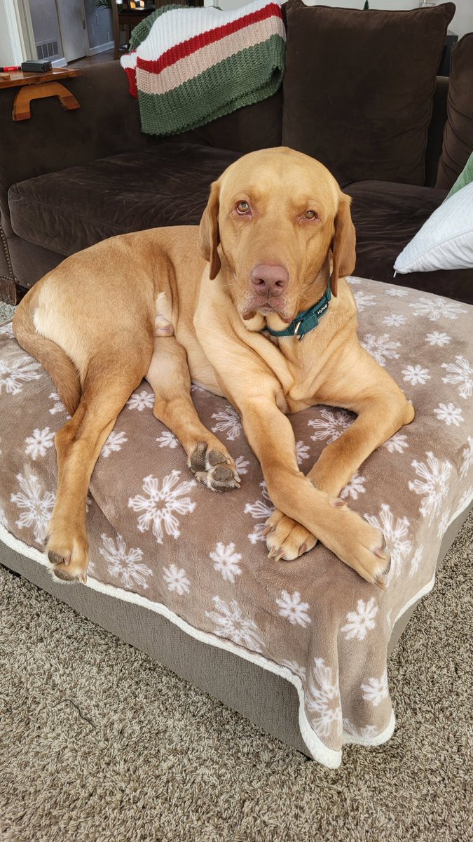 KDevorace's tweet photo. @buitengebieden Hercules wishes you a "LABBY" BIRTHDAY 🎂 🥳 🎉 🎈 https://t.co/QWfmBglwxF