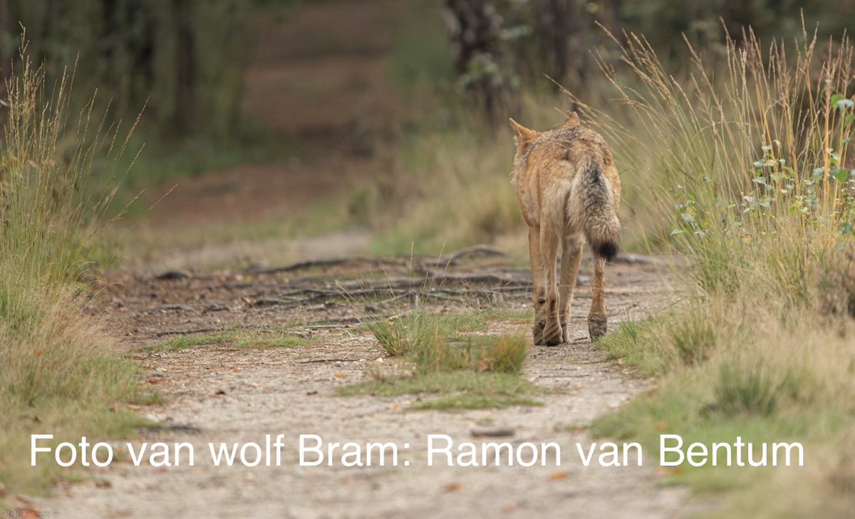 WolveninUtrecht's tweet image. Wolf Bram

Wat hebben we veel van je en door je geleerd

Het valt ons zwaar