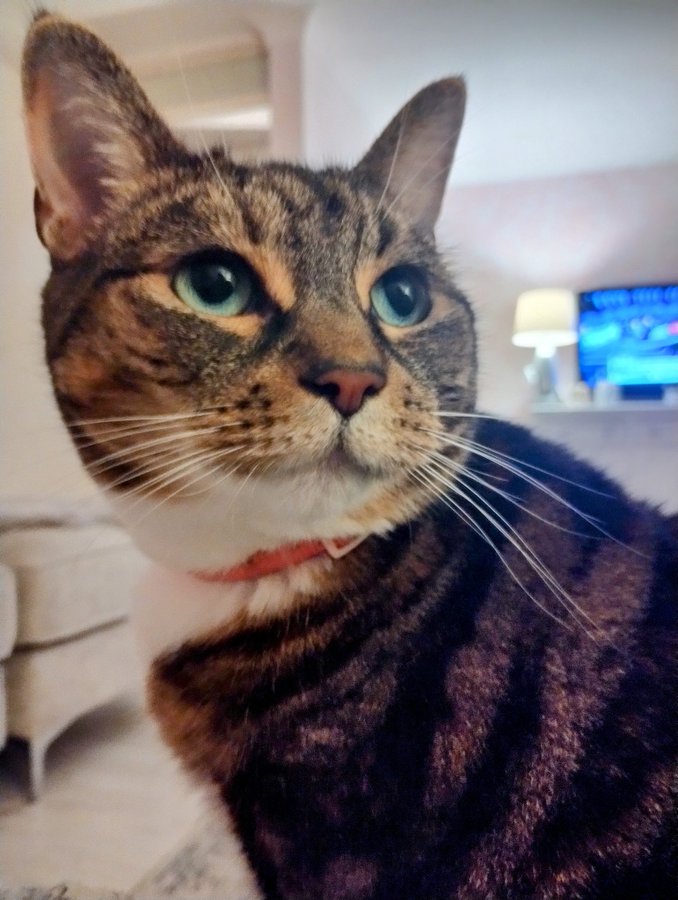 Susan Calman tweet media