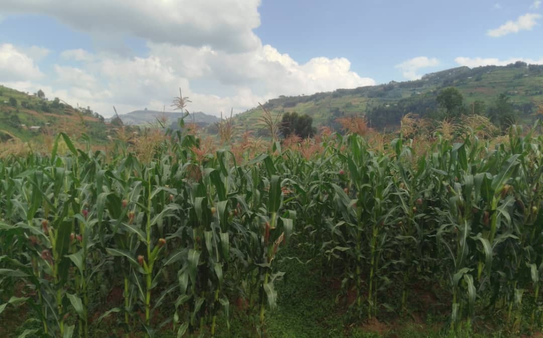 HoReCo_Rw's tweet photo. The Nyirabirande Marshland (Lot 4), irrigation Scheme covering a total area of 353 hectares and located in the @RwandaNorth , @BureraDistrict , Nemba Sector, is demonstrating strong crop establishment and favorable crop vigor, indicating a promising maize yield for the 2026A agricultural season.

This positive performance is largely attributed to effective agronomic management and close collaboration between #farmers and #HoReCo agronomists, which has ensured timely field operations, proper crop husbandry, and strict adherence to recommended production practices.