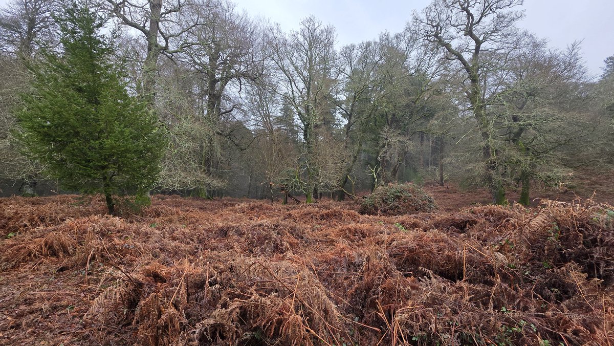 Julie Aris 🇺🇦🇬🇧 tweet media