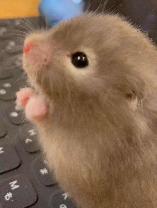 💖 (@twaniimals) on Twitter photo 