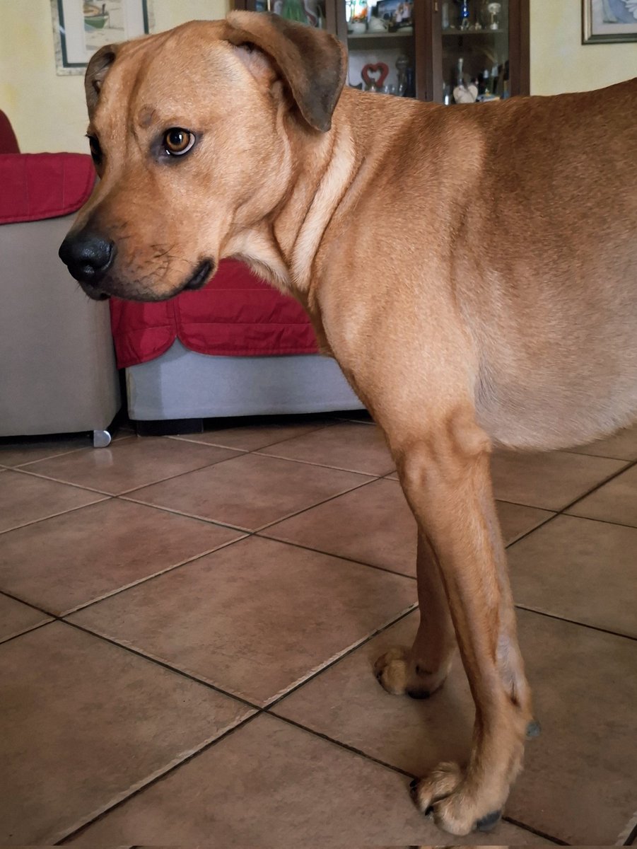 ValeCB's tweet image. Oggi faccio 2 anni... #dogsoftwitter #dogsofX