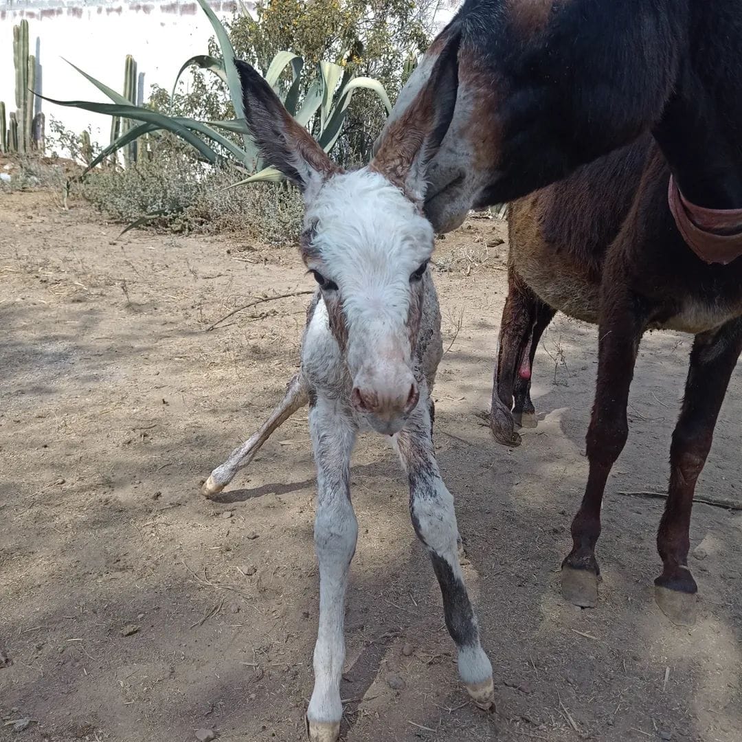 ¡YA SON 99 BURRITOS EN PROTECCIÓN!🤰🎉❤️

Almendrita nos acaba de dar una maravillosa sorpresa con la llegada de este hermoso pequeño ☺️👏🏻👏🏻👏🏻

¿NOS AYUDAS A NOMBRARLO? 🙏🏻🙏🏻🙏🏻

DEJANOS UN COMENTARIO DEL NOMBRE QUE TE GUSTARÍA PARA ESTE PEQUEÑO ☺️❤️