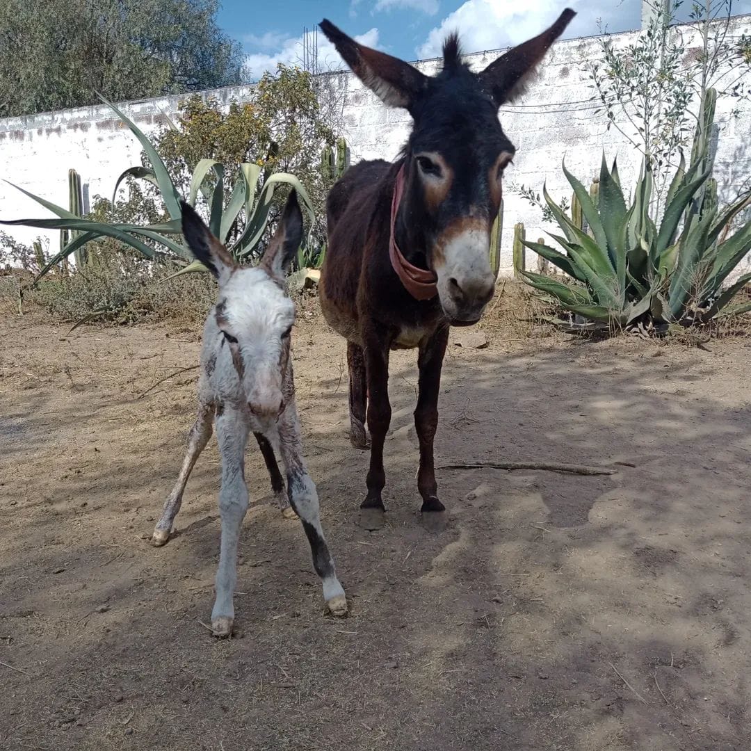Burrolandia México tweet media