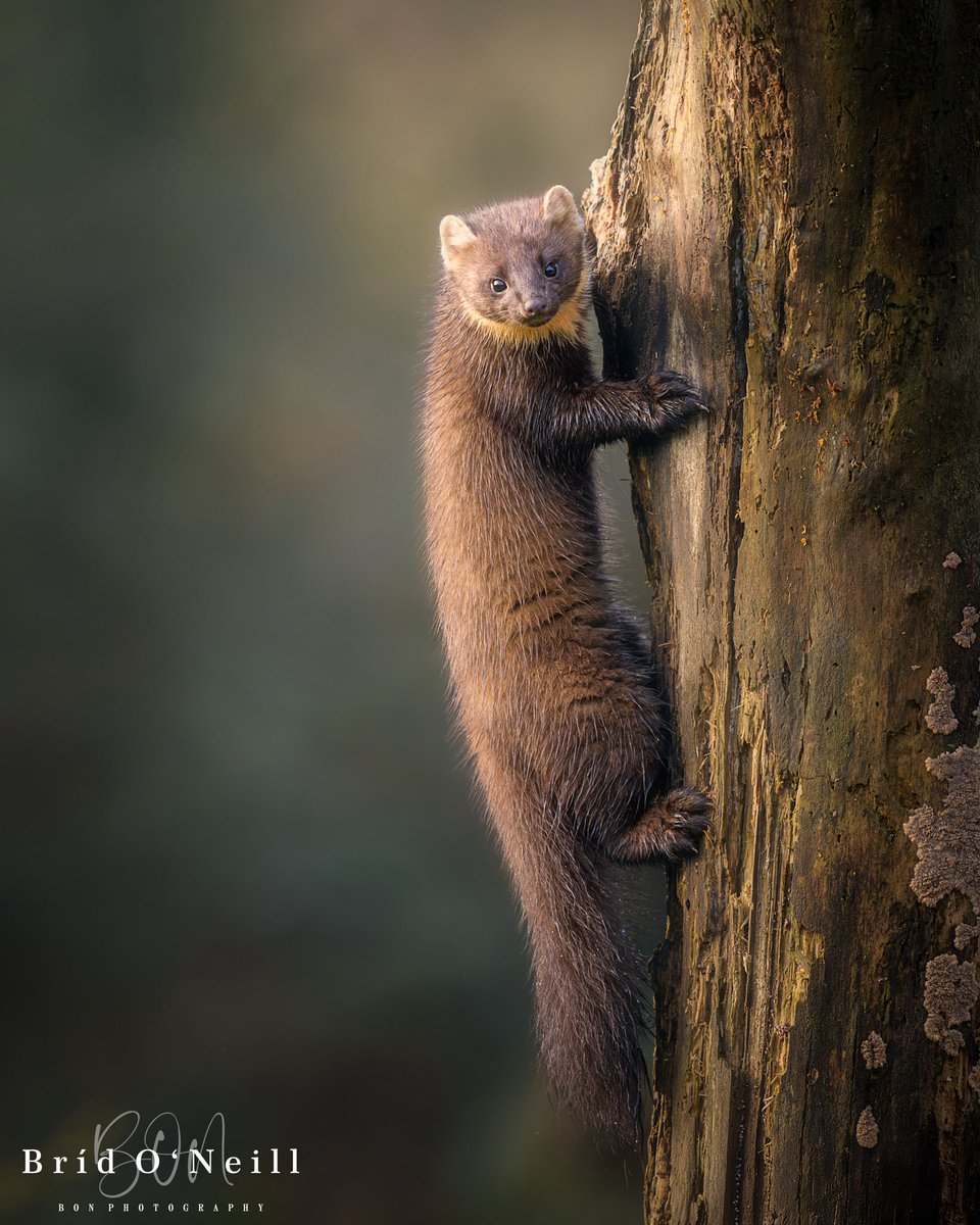 Bríd O'Neill (BON Photography) tweet media