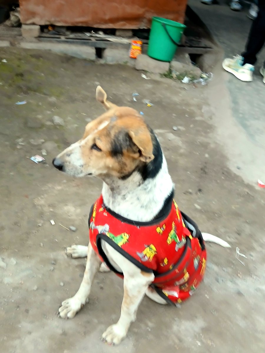 Tiyasa Bit tweet media