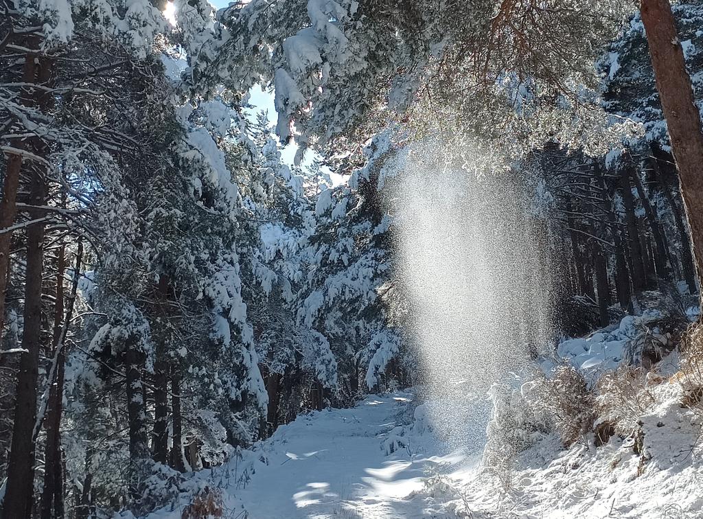 adventicia 🍃 tweet media