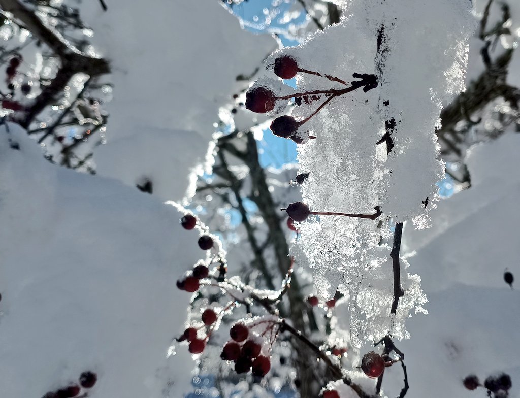 adventicia 🍃 tweet media