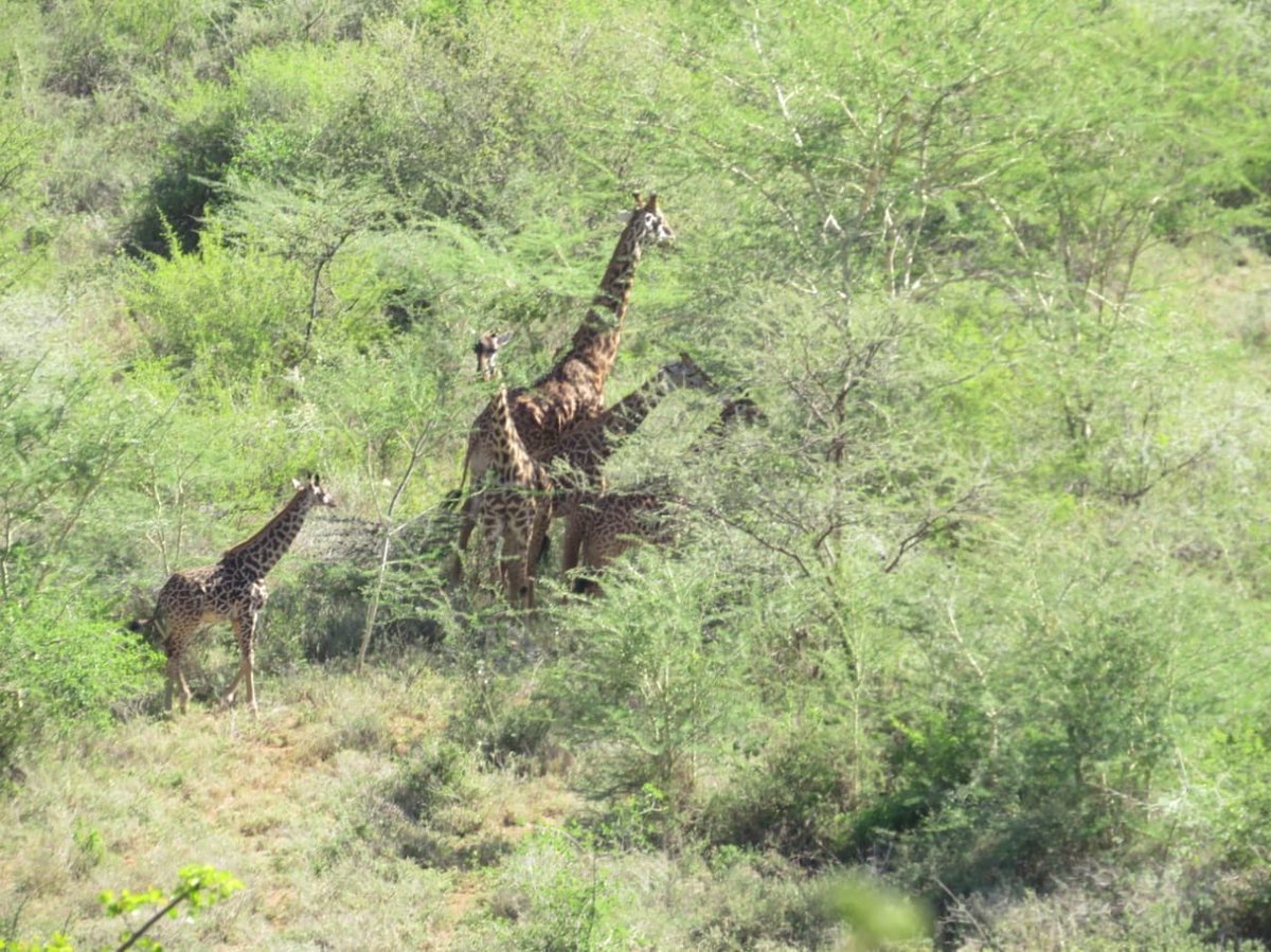 Happy days with the giraffes at Empaash Conservancy 💛 

#SaveGiraffesNow #GiraffeLovers #KenyaWildlife #Giraffes