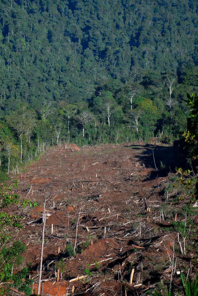 AbiluTangwa's tweet photo. Forests in the Congo &amp; Amazon are being lost at alarming rates because we keep drafting great policies… then leave them on shelves.  
Real conservation demands:  
- Independent monitoring  
- Technology (drones, satellite)  
- Strong enforcement  
- Community involvement https://t.co/GBHNQCEXUE