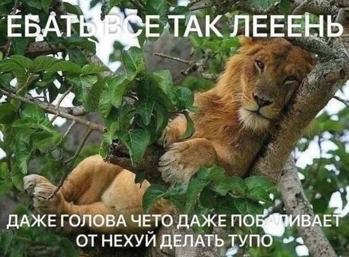 Лень придумывать нормальное имя tweet media