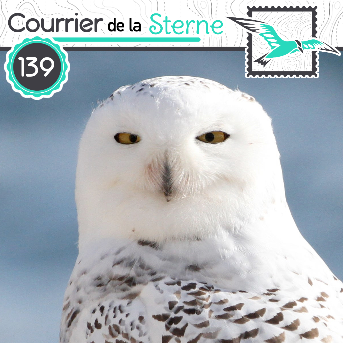 podCDLS's tweet image. Entre un baby-boom et une disparition, il n'y a qu'un tour de roue de Fortune, celui de l'Harfang des neiges. On en parle dans ce nouvel épisode du podcast 100% oiseaux.

Merci de vos partages !!

podcastaddict.com/episode/https%…

youtu.be/LOWmCs6gu9k