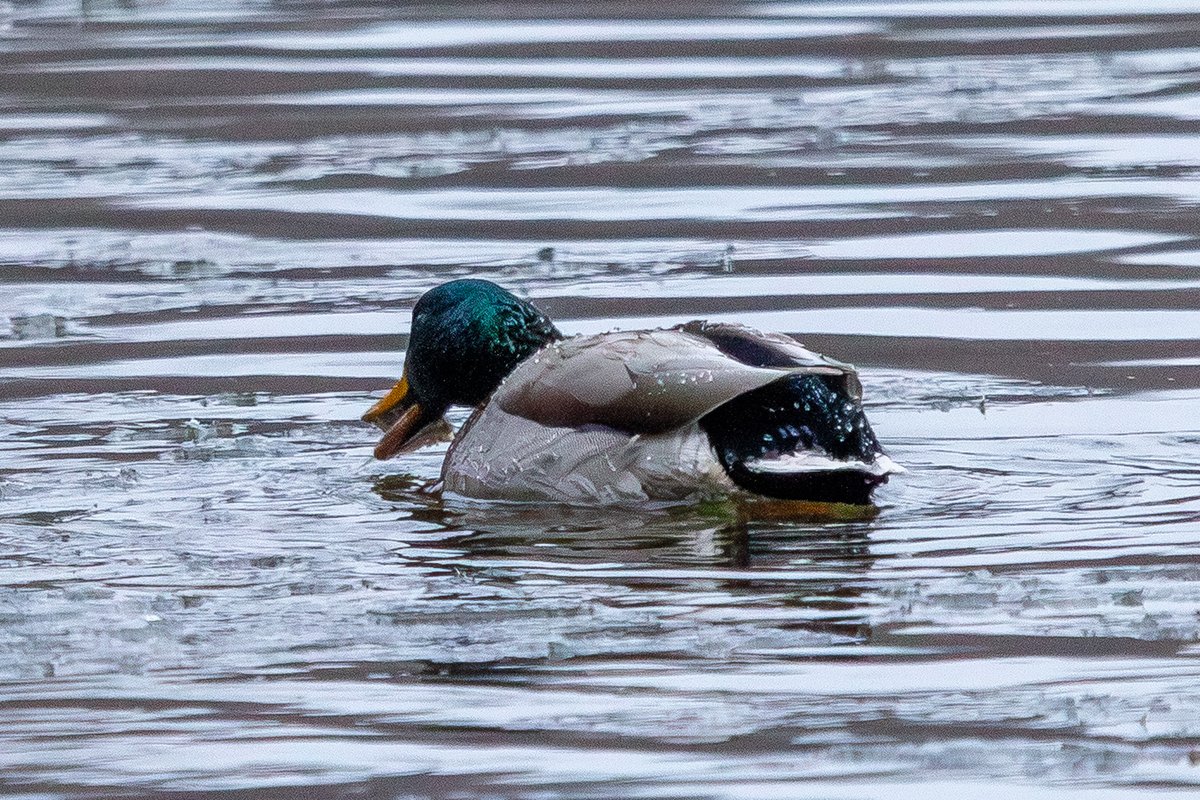 Top Row Pics tweet media