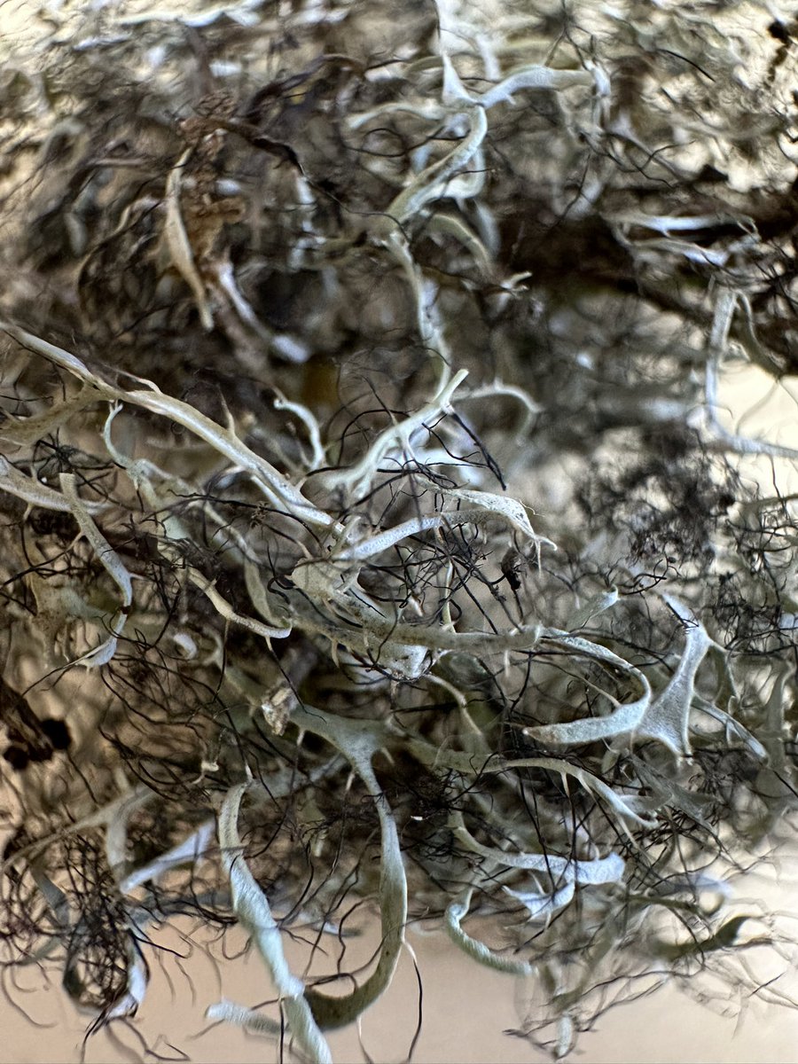 Vanessa Luis tweet media