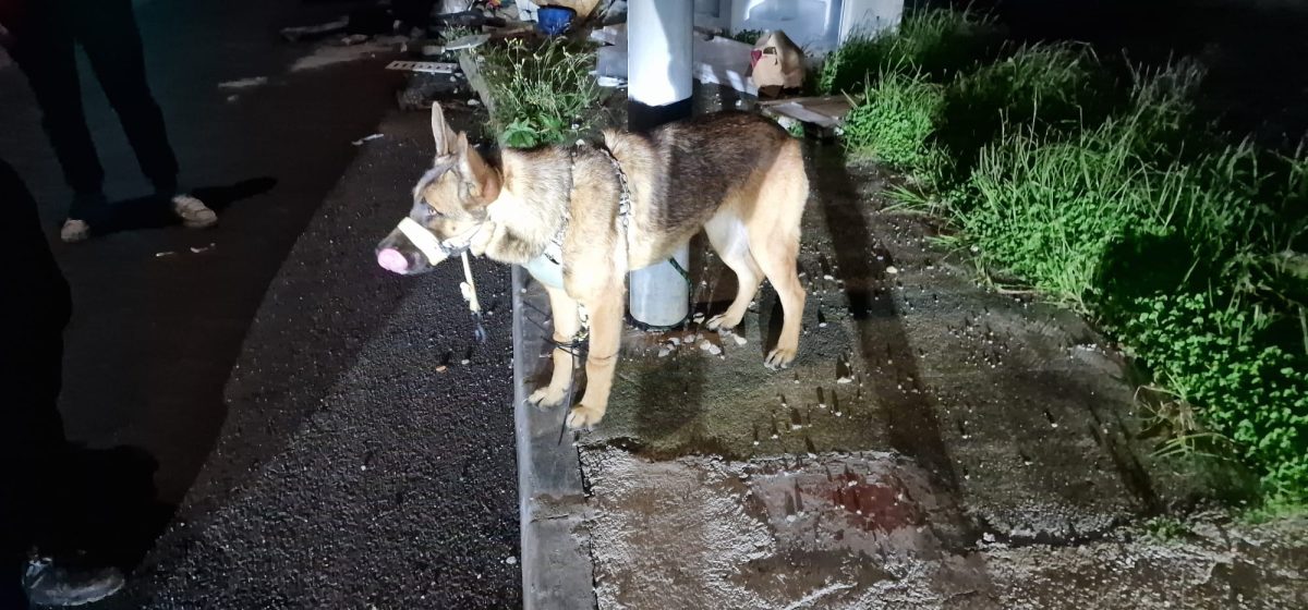 ¡𝐏𝐔𝐓𝐎𝐒 𝐌𝐀𝐋𝐍𝐀𝐂𝐈𝐃𝐎𝐒..𝐐𝐔𝐄 𝐍𝐔𝐍𝐂𝐀 𝐕𝐀𝐍 𝐀 𝐋𝐀 𝐂Á𝐑𝐂𝐄𝐋!

Un perro abandonado, inmovilizado con bridas en las patas y con el hocico rodeado de cinta aislante, fue localizado por agentes de la Policía Local de La Línea de la Concepción en la calle Vejer