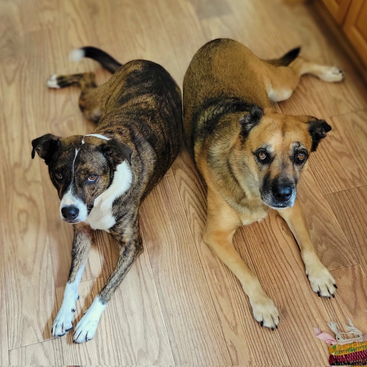 staticklinge's tweet photo. @buitengebieden Happy birthday from Summitt and Roy! 🎂 https://t.co/6XlcW5HMqY