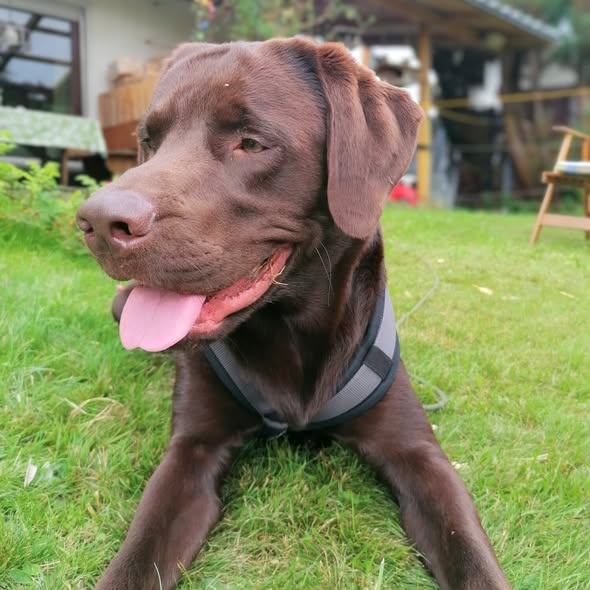 yolandaschultes's tweet image. Zu Hause gesucht! Bitte teilen danke! 04275 Leipzig
Labrador Carlos (2) sucht ein neues Zuhause 
Carlos muss leider auf Grund eines Beißvorfalls gegenüber der Besitzerin abgegeben werden, als sie sich über ihn gebeugt hat, um ihn zu kuscheln. Es kam im Zusammenleben zu keinen…
