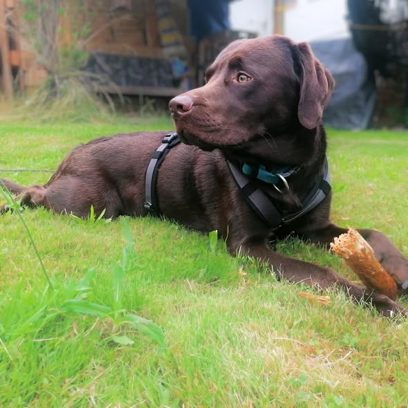 yolandaschultes's tweet image. Zu Hause gesucht! Bitte teilen danke! 04275 Leipzig
Labrador Carlos (2) sucht ein neues Zuhause 
Carlos muss leider auf Grund eines Beißvorfalls gegenüber der Besitzerin abgegeben werden, als sie sich über ihn gebeugt hat, um ihn zu kuscheln. Es kam im Zusammenleben zu keinen…