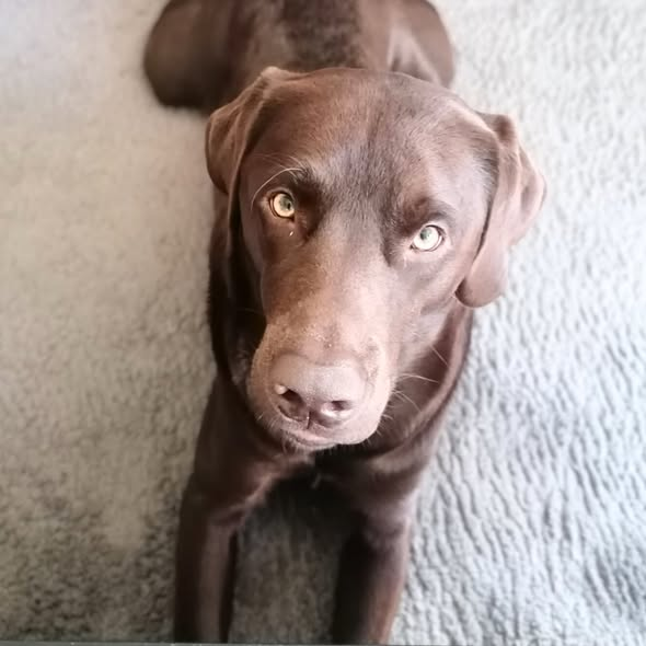 yolandaschultes's tweet image. Zu Hause gesucht! Bitte teilen danke! 04275 Leipzig
Labrador Carlos (2) sucht ein neues Zuhause 
Carlos muss leider auf Grund eines Beißvorfalls gegenüber der Besitzerin abgegeben werden, als sie sich über ihn gebeugt hat, um ihn zu kuscheln. Es kam im Zusammenleben zu keinen…