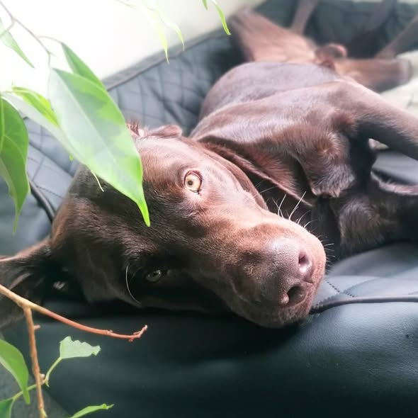 yolandaschultes's tweet image. Zu Hause gesucht! Bitte teilen danke! 04275 Leipzig
Labrador Carlos (2) sucht ein neues Zuhause 
Carlos muss leider auf Grund eines Beißvorfalls gegenüber der Besitzerin abgegeben werden, als sie sich über ihn gebeugt hat, um ihn zu kuscheln. Es kam im Zusammenleben zu keinen…