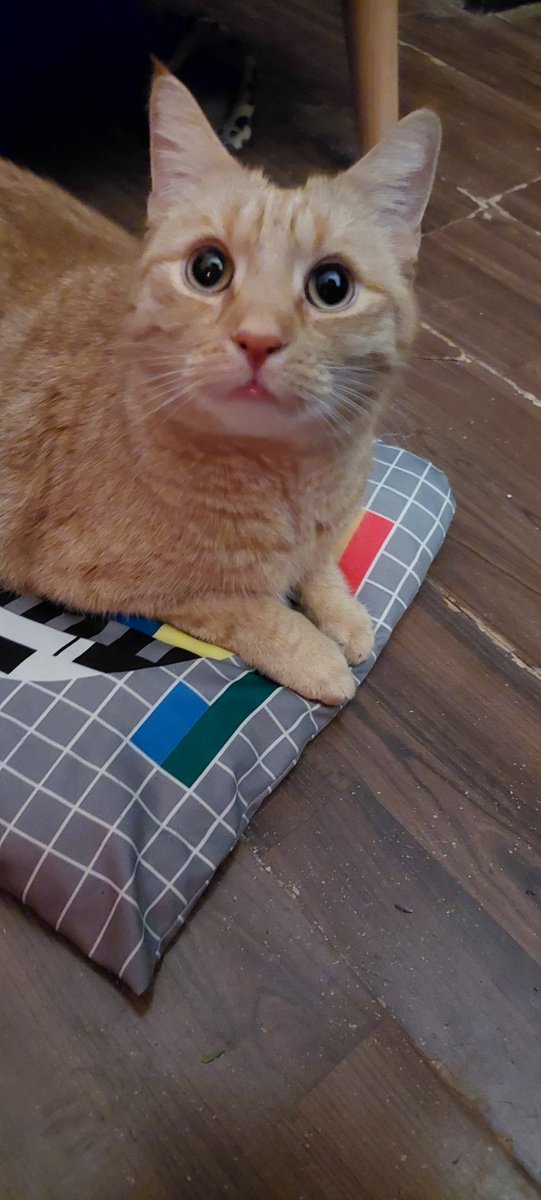 Sussbär Felix.  #CatsOfTwitter #Catcontent #Katze