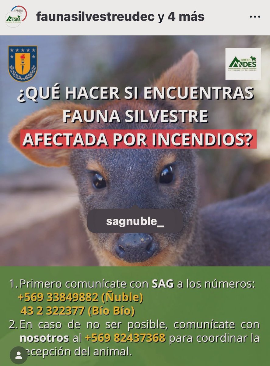 BlanquitaMontt's tweet photo. El Centro de Rehabilitacion de Fauna Silvestre UDEC está recibiendo animales que requieran atención.

¿Qué hacer si encuentras fauna silvestre durante la emergencia por incendios?

+56982437368 para coordinar  traslado al Centro de Rehabilitación.
Av. Vicente Méndez 595,
Chillán https://t.co/gzdOiD69aI