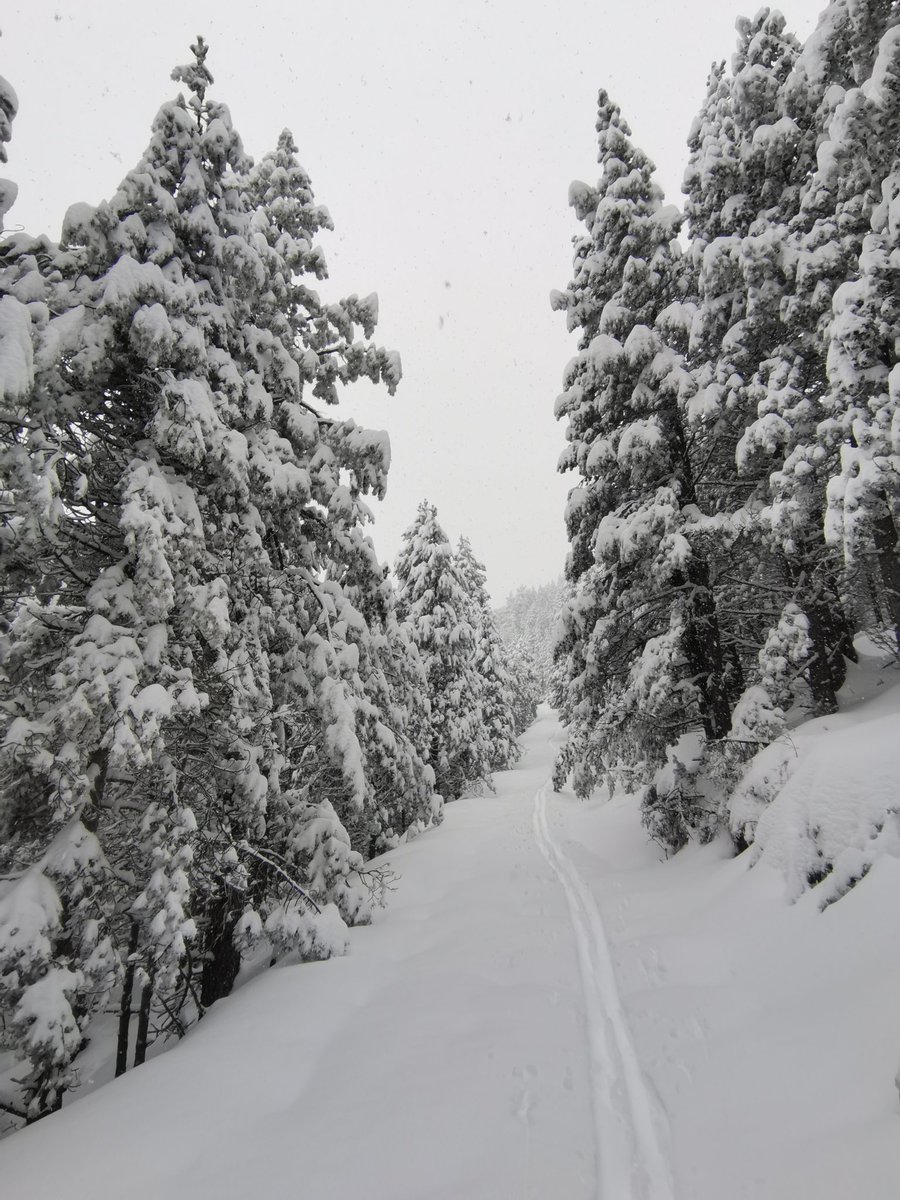Pol Martínez Rosell tweet media