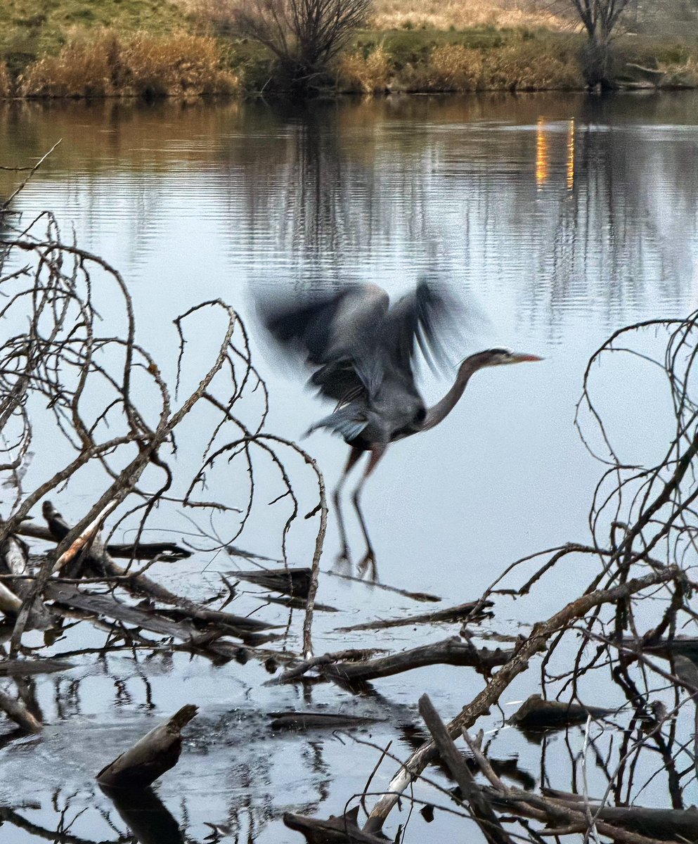 UltratT7's tweet photo. Bird shots from the last two family walks! Those king fishers are so hard to get! https://t.co/ncHgD2eh6E