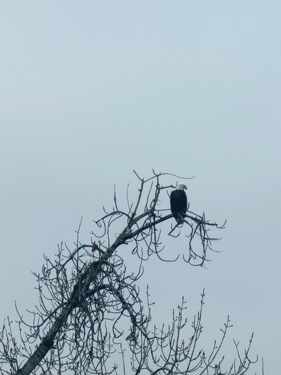 UltratT7's tweet photo. Bird shots from the last two family walks! Those king fishers are so hard to get! https://t.co/ncHgD2eh6E