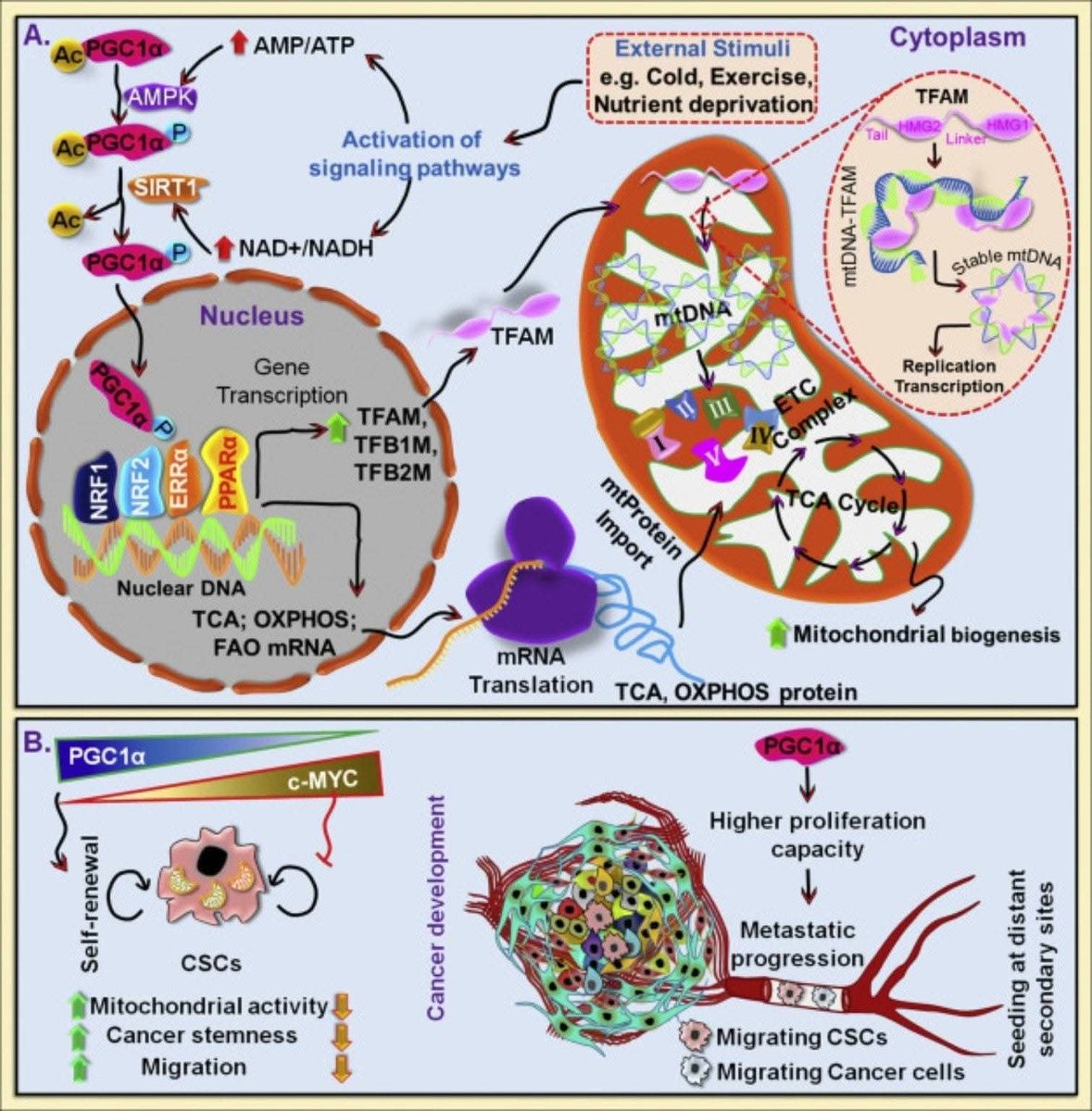 Mitochondrial biogenesis made "simple"

Your cells don’t just rely on the mitochondria they’re born with. They can make new ones when energy demand increases. This process, called mitochondrial biogenesis, keeps your energy systems strong and resilient.

1️⃣ Why It Happens