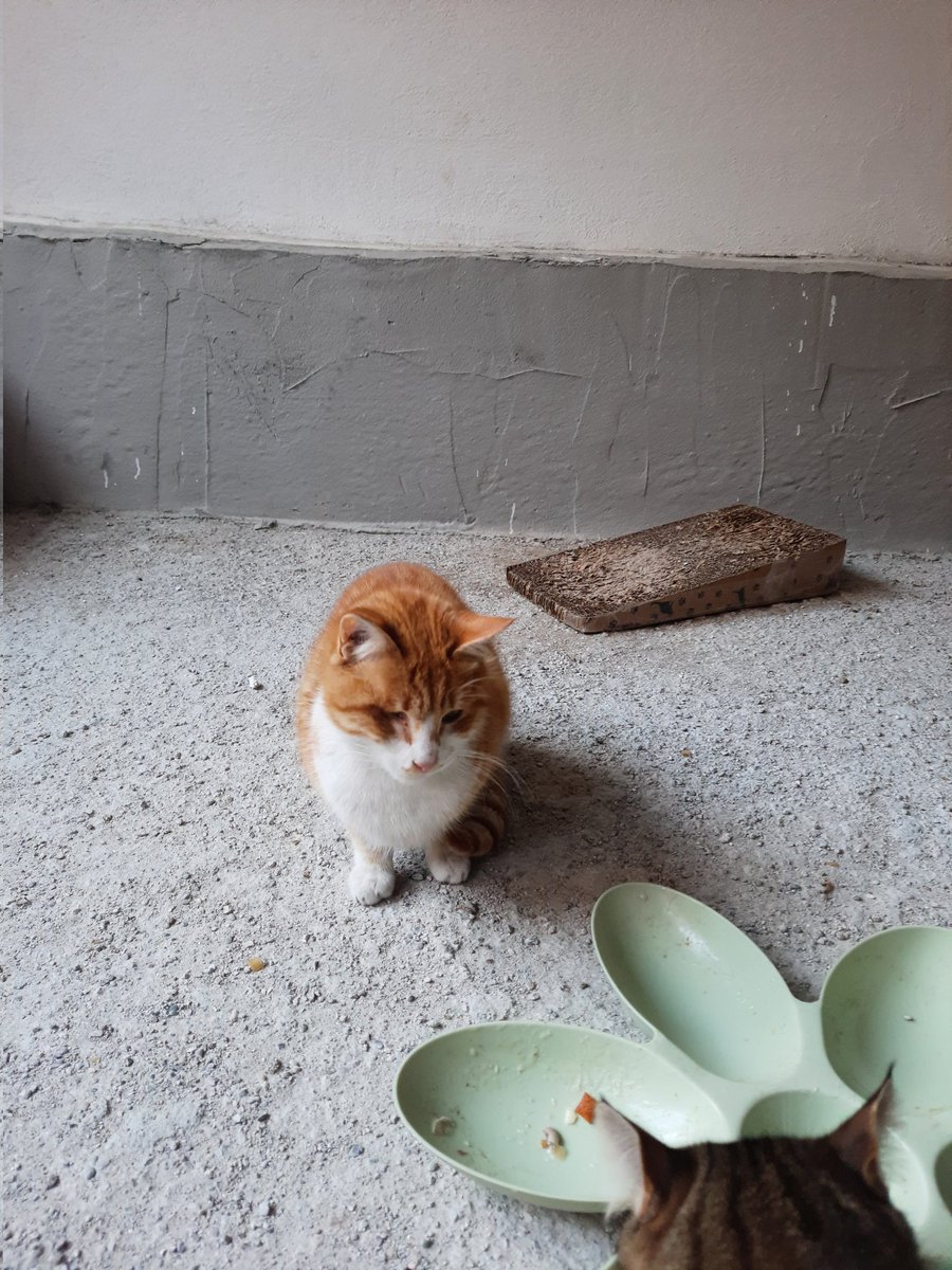 Kimse Şinasi'yi sormadı 🥺