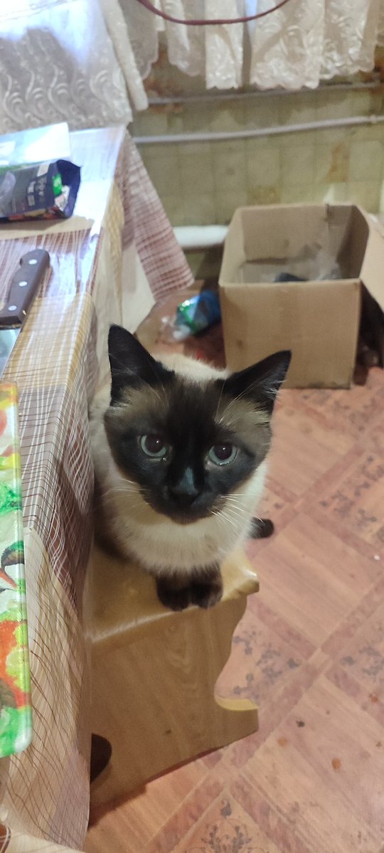 Знайомтесь - це пушок. Пушок живе в нас на хаті і дуже хоче в нову сім'ю. Котик дуже ніжний і товариський, не робить шкоди і не був засмучений за лазанням по столах.