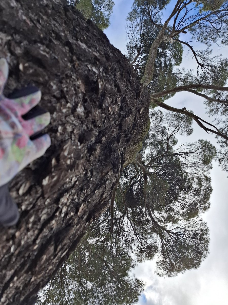 marusartwatch's tweet photo. @BosqueHabitado @radio3 @MDepeche Buen domingo
Bajo el Pinus Halepensis centenario (306 en el Registro de Árboles Singulares de la @ComunidadMadrid) de Nuevo Baztán
#DiscursoDeLaTierraRadio3
#treeguardian
#treekeeper
#treeinfluencer
#treehugger https://t.co/Zyl4uAnwIt