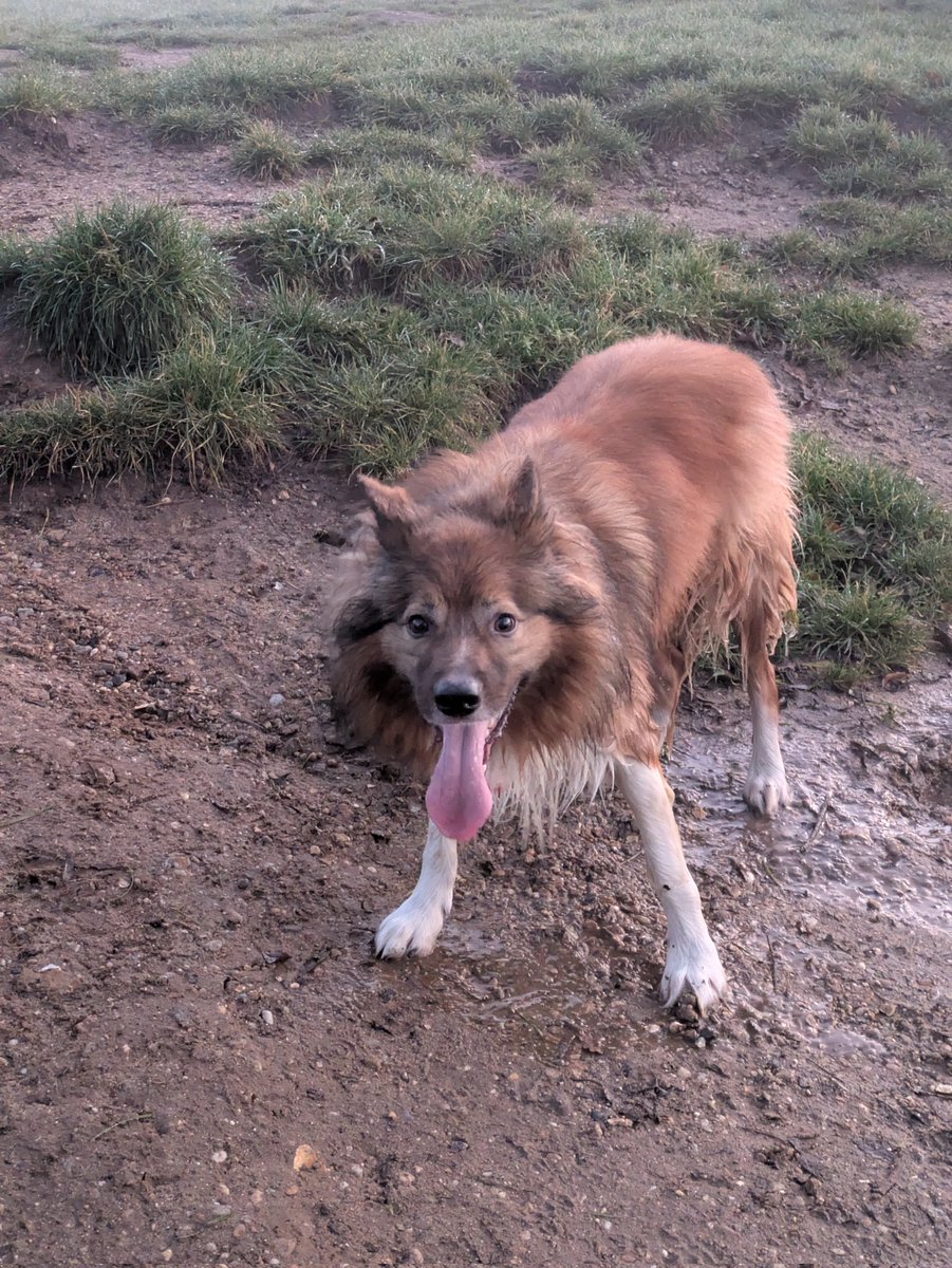CamasTheCollie's tweet photo. *Sigh* A good walk interrupted because they saw otters and a kingfisher. Can't get the staff. ๐พ๐พ๐ฅ๐ฆฆ๐ฆฆ๐ฆฆ๐๐
#BorderCollie
#ThrowIt
#StaffingProblems
#Otters
#SundayThoughts https://t.co/fDHcH19i6m