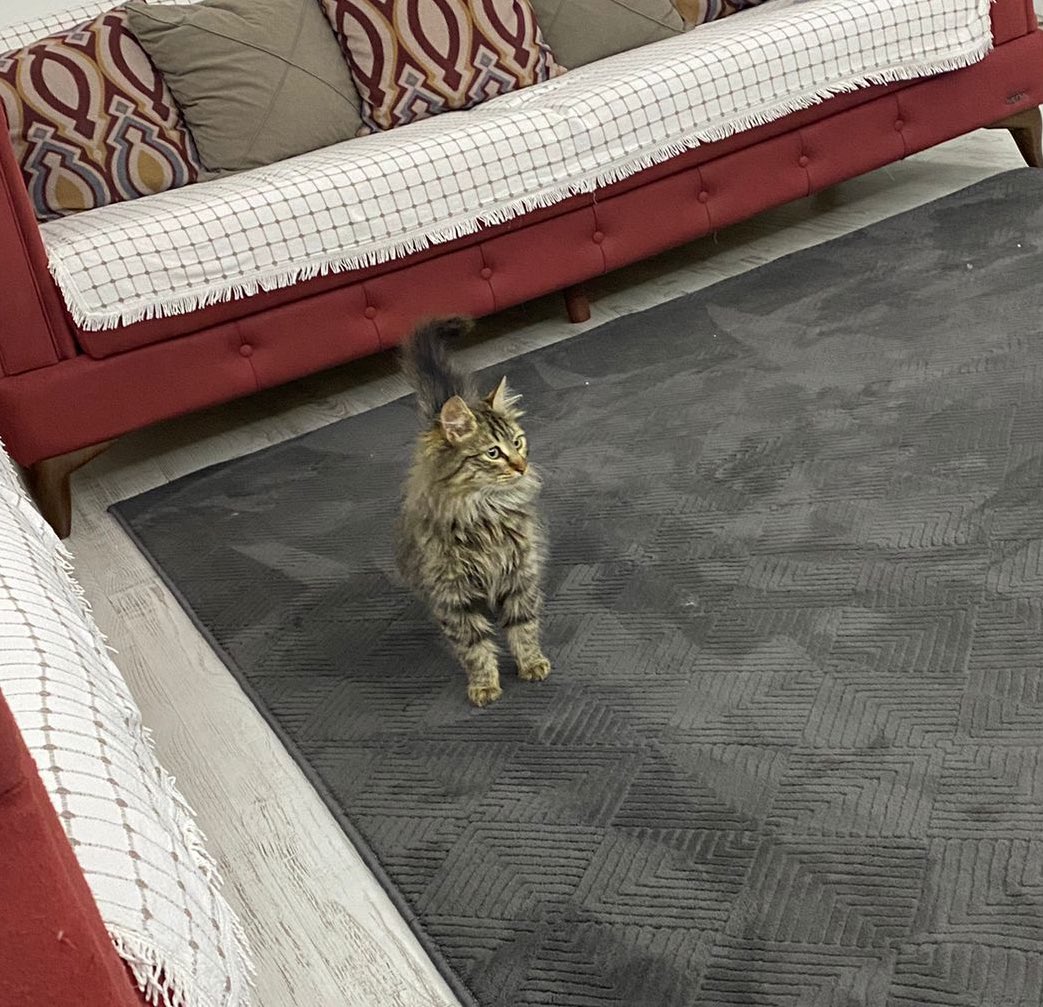 olursaoluur's tweet image. canlarım ben yuvalandım herkesin haberi olsun duymayan kalmasın