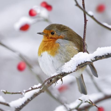 beauti_animals's tweet image. 