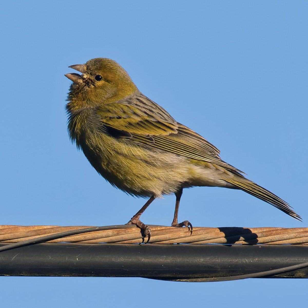 Weekje Gran Canaria = ‘s ochtends wakker worden met deze wekker: de échte (wilde) kanarie 💛