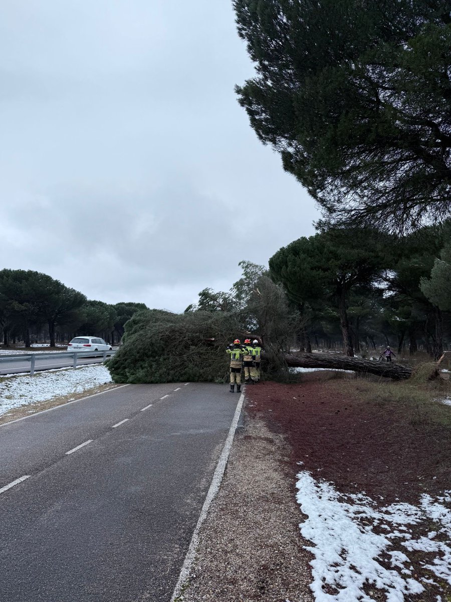 🚒🌲 Esta mañana hemos intervenido en la CL-610, en las proximidades de Puente Duero, para retirar un árbol caído que impedía el paso.

Una actuación necesaria para devolver la seguridad a la vía lo antes posible.