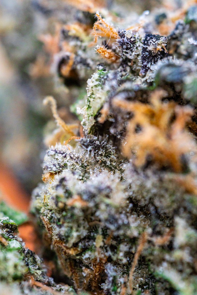 FlowerDistrict_co tweet media