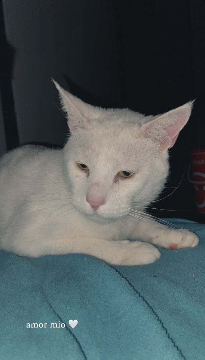 mariepeace_'s tweet image. 🚨 Gatito perdido 🚨  
Se perdió mi gatito en el incendio, responde al nombre de Newen 🐱💔  en villa mira mar lirquén
Por favor, si alguien lo ve o sabe algo, escríbame por DM.  
Difundir también ayuda mucho 🙏 #Lirquen #Penco #incendio #concepcion #estadodecatastrofe