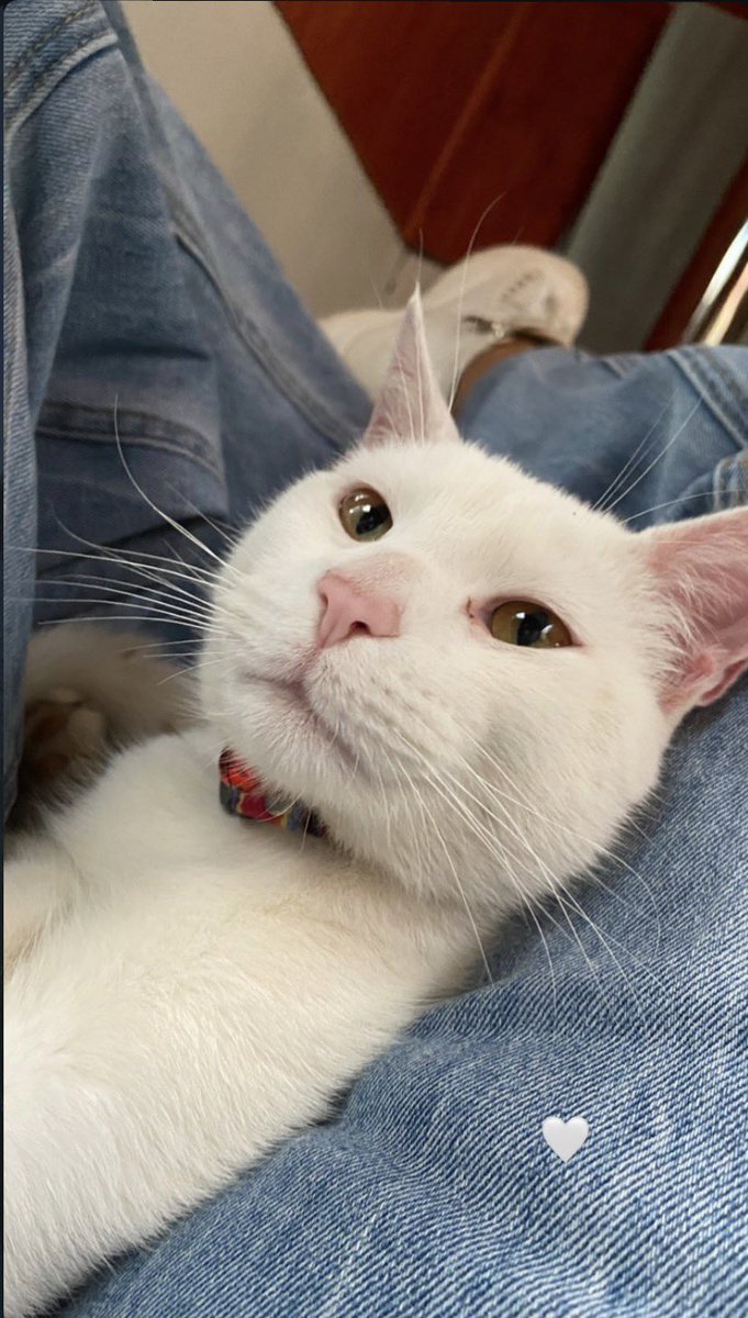 mariepeace_'s tweet image. 🚨 Gatito perdido 🚨  
Se perdió mi gatito en el incendio, responde al nombre de Newen 🐱💔  en villa mira mar lirquén
Por favor, si alguien lo ve o sabe algo, escríbame por DM.  
Difundir también ayuda mucho 🙏 #Lirquen #Penco #incendio #concepcion #estadodecatastrofe