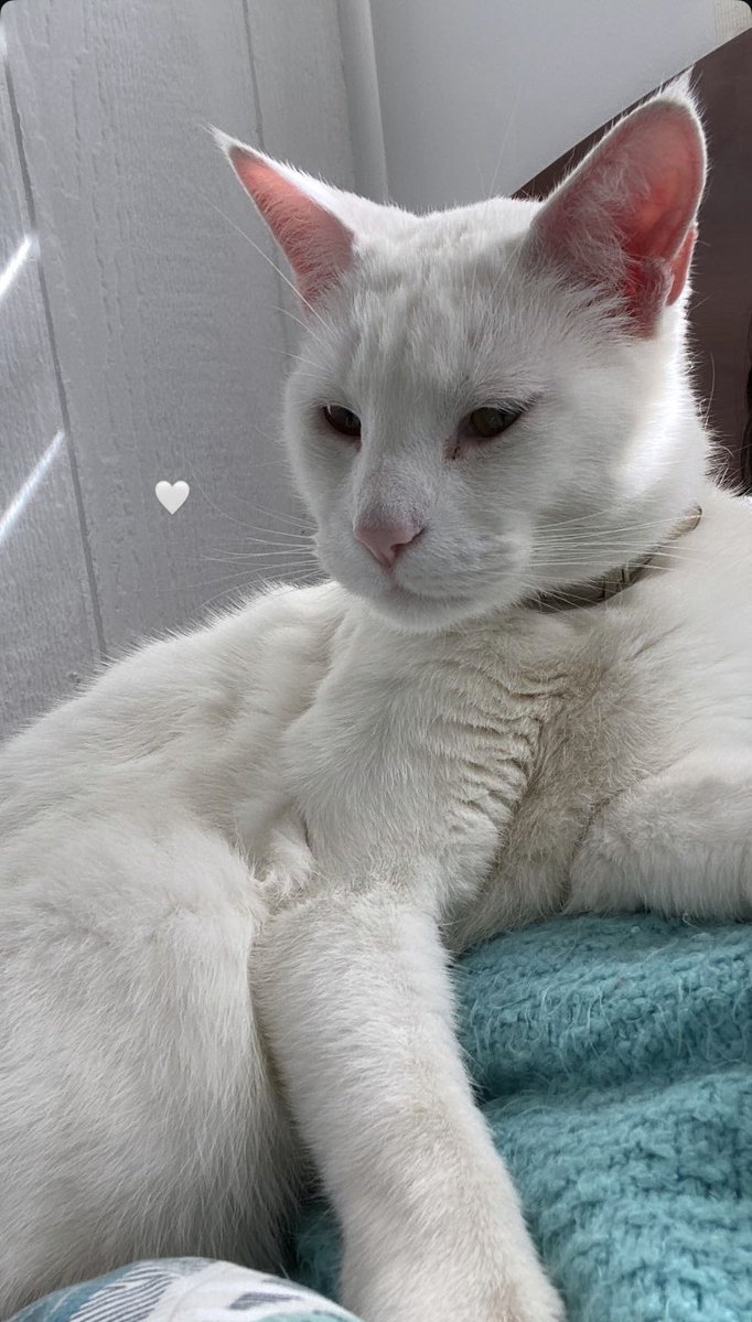 mariepeace_'s tweet image. 🚨 Gatito perdido 🚨  
Se perdió mi gatito en el incendio, responde al nombre de Newen 🐱💔  en villa mira mar lirquén
Por favor, si alguien lo ve o sabe algo, escríbame por DM.  
Difundir también ayuda mucho 🙏 #Lirquen #Penco #incendio #concepcion #estadodecatastrofe