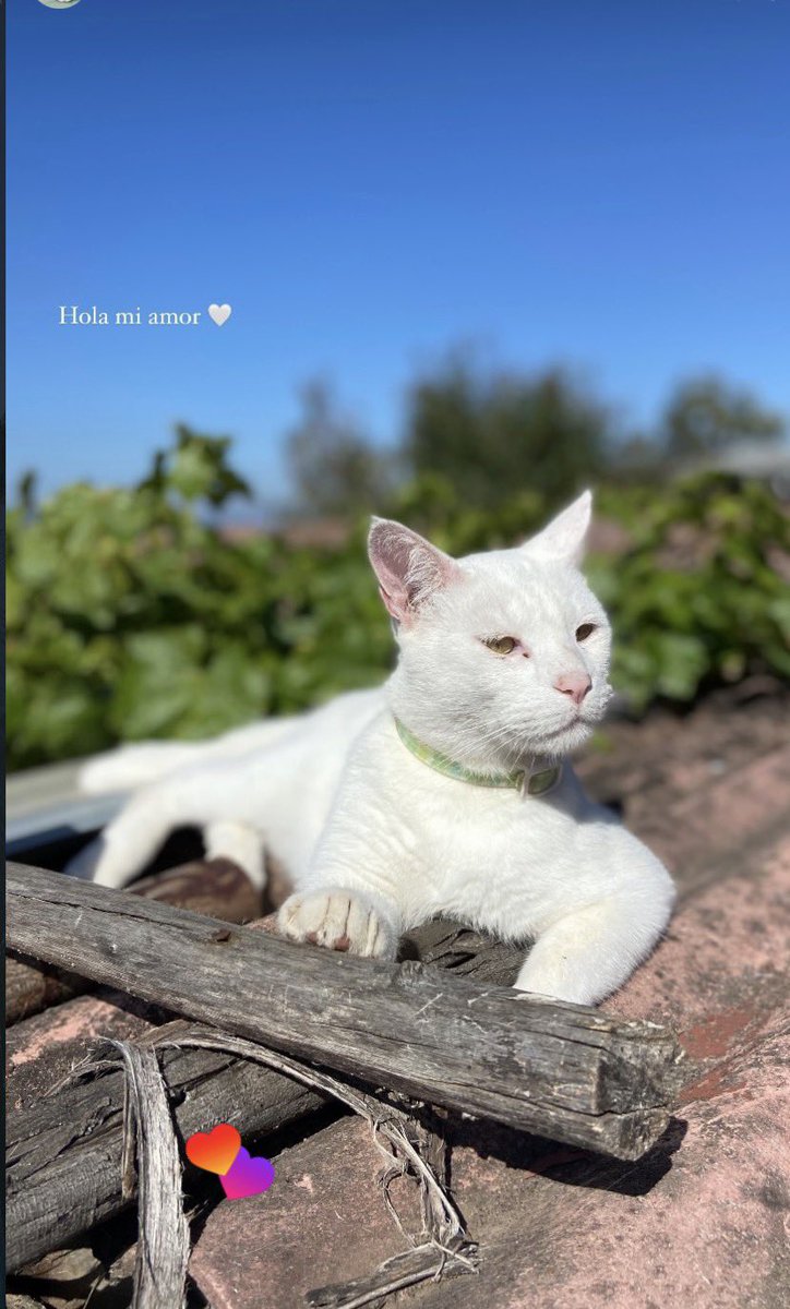mariepeace_'s tweet image. 🚨 Gatito perdido 🚨  
Se perdió mi gatito en el incendio, responde al nombre de Newen 🐱💔  en villa mira mar lirquén
Por favor, si alguien lo ve o sabe algo, escríbame por DM.  
Difundir también ayuda mucho 🙏 #Lirquen #Penco #incendio #concepcion #estadodecatastrofe