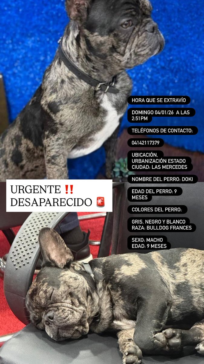 Informan que Doki puede haber sido vendido ilegalmente frente al 
Farmatodo de Las
Mercedes .#Doki #Desaparecido