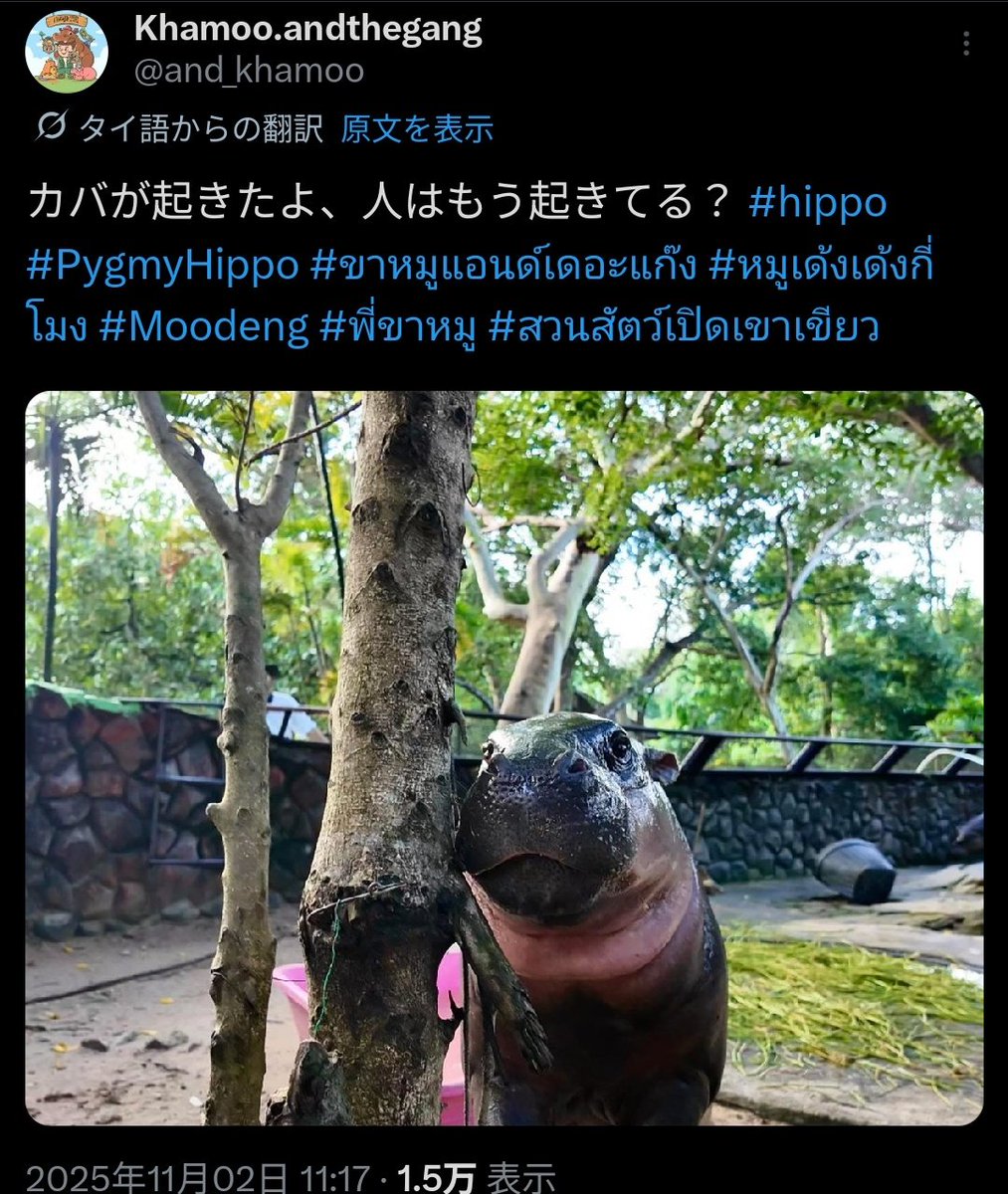 うさぎXうさぎ うさぎ🌸 (@usagi1837) / Posts / X