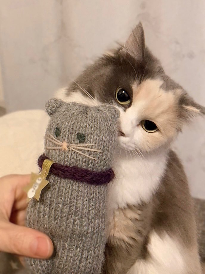 erin です！ WMNS) adidas originals ZX 2K Florine 'White Blue Orange' FV9499